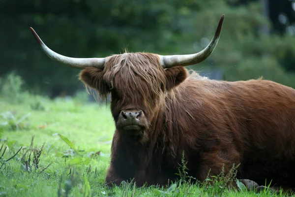 Highland Ganado Animales Vida Silvestre —  Fotos de Stock