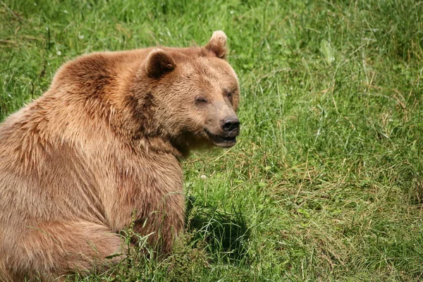 動物や熊や野生動物 ストック写真