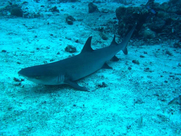 Underwater Marine Life Aquatic World — Stock Photo, Image