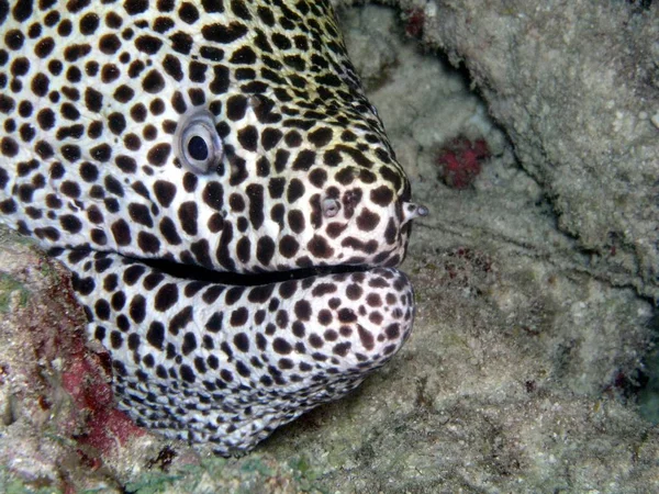 Moray Fish Moray Anguila Aguas Profundas — Foto de Stock