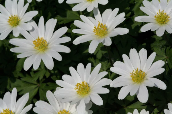 Vackra Blommande Anemon Blommor — Stockfoto
