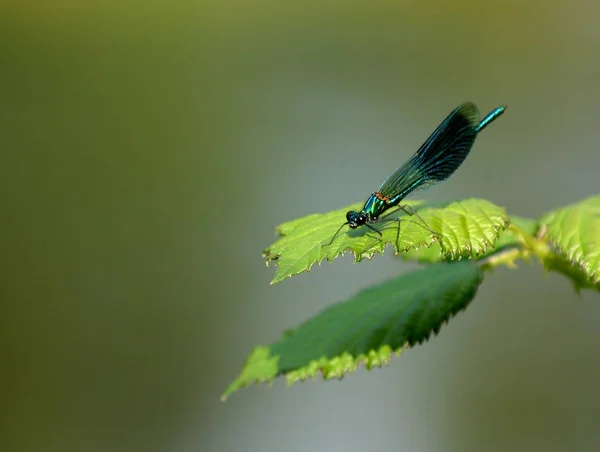 Closeup Macro View Dragonfly Insect — Stock Photo, Image