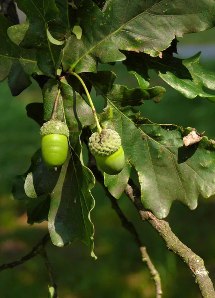 Vacker Natur Skogen — Stockfoto