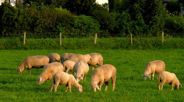 Naturskön Utsikt Över Landsbygden Selektivt Fokus — Stockfoto