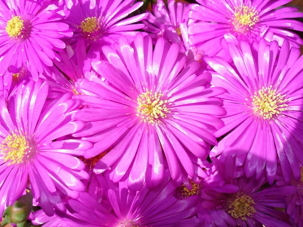 Planta Hielo Rosa Bajo Sol —  Fotos de Stock