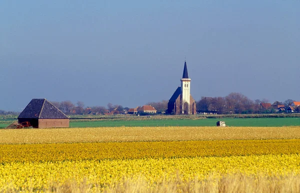 Geel Tulpenveld Texel — Stockfoto