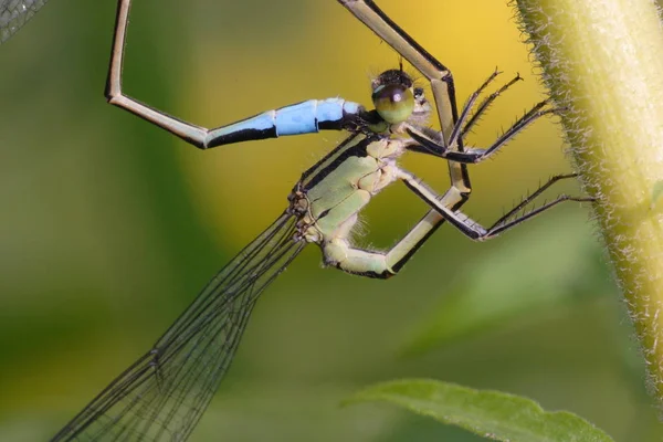 Owady Ważki Przyroda Entomologia — Zdjęcie stockowe