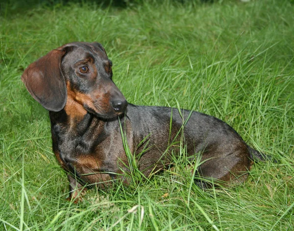 Dachshund Κουτάβι Στο Γρασίδι — Φωτογραφία Αρχείου