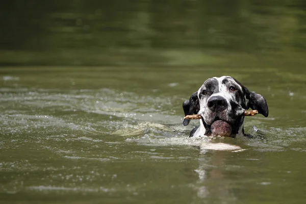 ウィルソン 水泳の練習でドイツ人のマスチャード犬 もちろんこの天候では最愛の株だけで — ストック写真