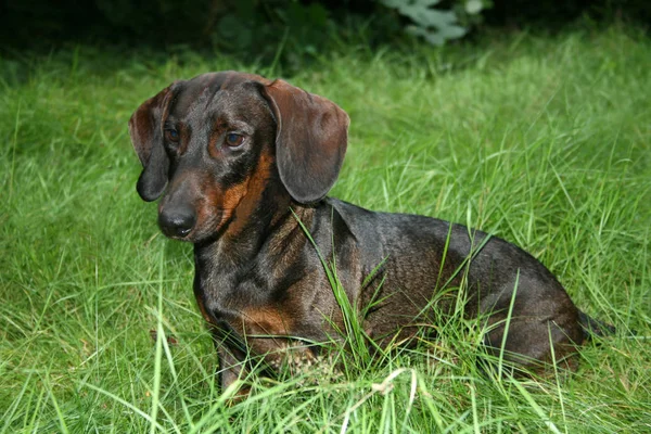 Dachshund Köpek Yavrusu Çimlerde — Stok fotoğraf