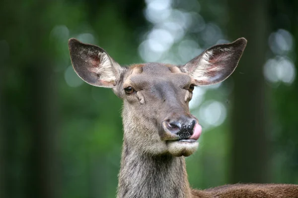 Dierenfoto Buitenbeeld — Stockfoto