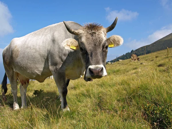 Sul Tirol Alto Adige Uma Província Nordeste Itália — Fotografia de Stock