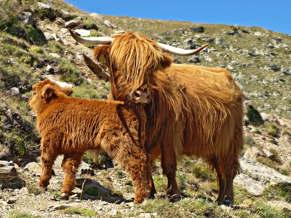 苏格兰高地牛与小牛 — 图库照片