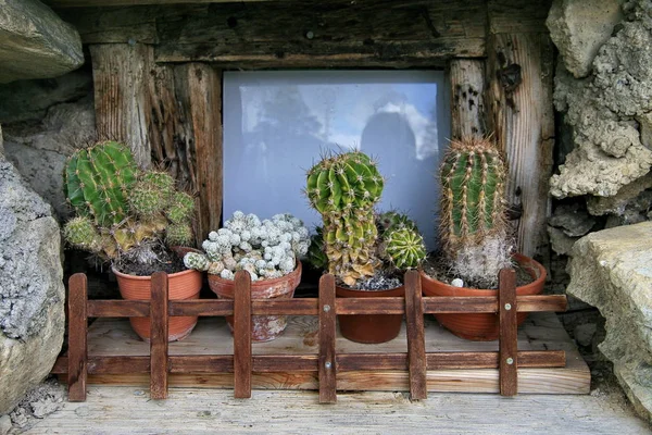 Cactus Tropische Plant Flora — Stockfoto