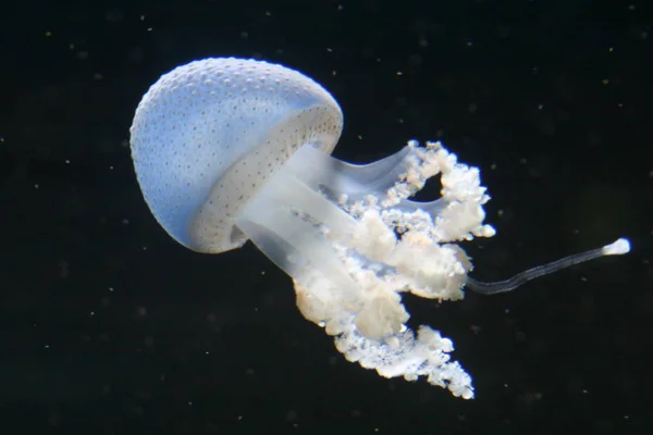 Медузове Море Під Водою Морське Життя Істоти — стокове фото