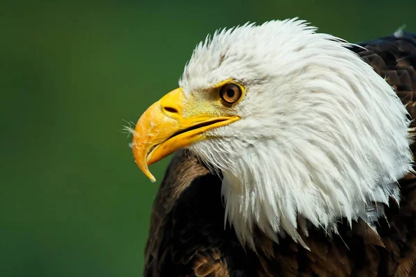 Vacker Utsikt Över Vacker Fågel Naturen — Stockfoto