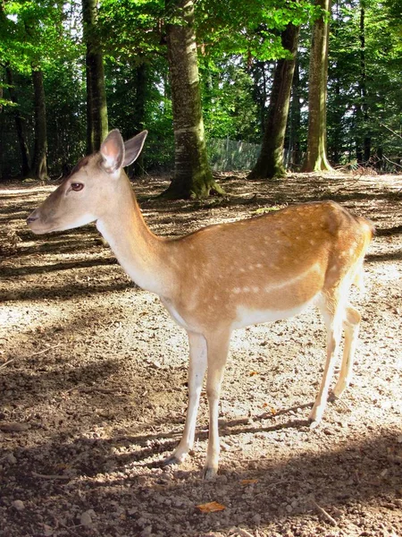 Natureza Vida Selvagem Cervo Animal Fauna — Fotografia de Stock