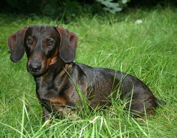 Teckel Chiot Dans Herbe — Photo