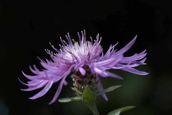 Macrodisparo Knapweed Una Luz Trasera Ligeramente Inclinada —  Fotos de Stock