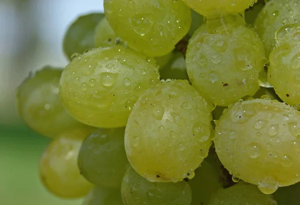 Grapes Fruit Grapevine Vitis Vinifera Ssp Vinifera Which One Oldest — Stock Photo, Image