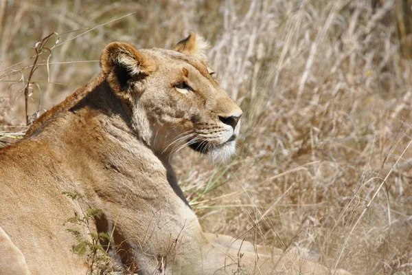 Leeuwin Dier Wilde Grote Kat — Stockfoto