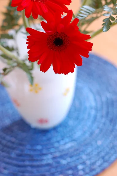 Gerbera Virágszirmok Flóra — Stock Fotó