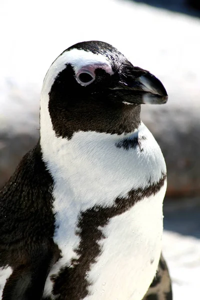 自然の中で可愛いペンギンの姿を見る — ストック写真