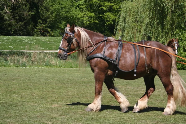 Bonito Cavalo Selvagem Natureza — Fotografia de Stock