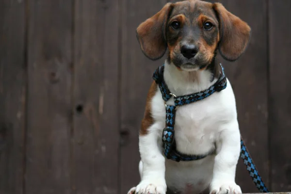 Jack Russel Puppy Linus — стоковое фото