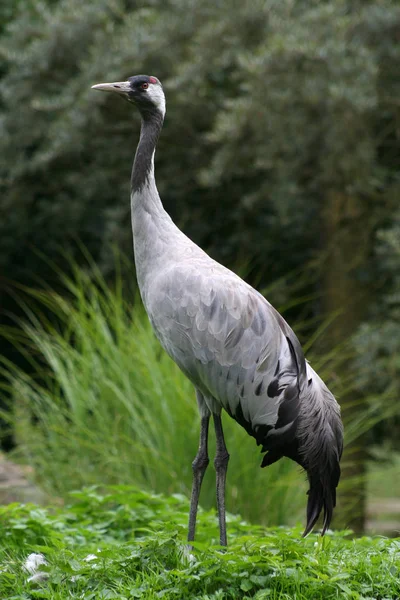 Vacker Utsikt Över Vacker Fågel Naturen — Stockfoto