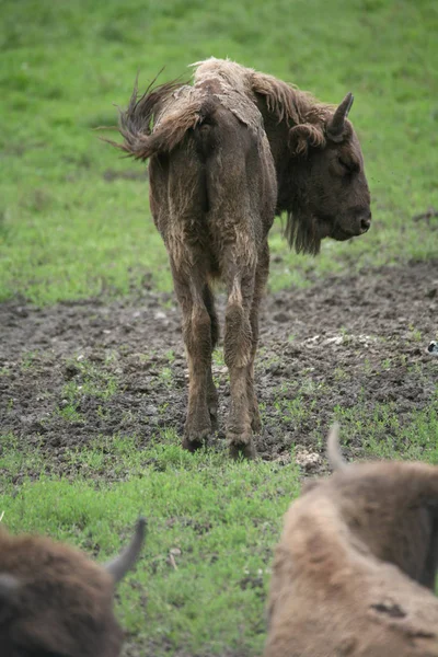 田里的驴子 — 图库照片