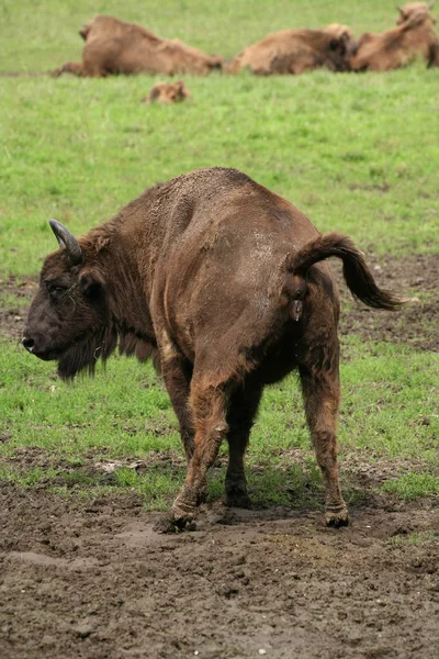Bison Grass — Stock Photo, Image