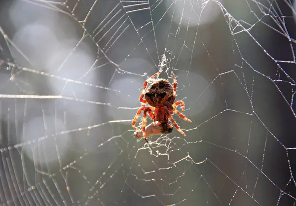 Insetto Ragno Animale Predatore — Foto Stock