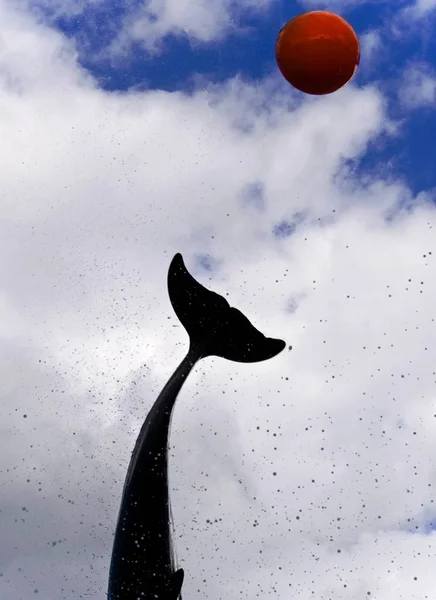 Jumping Dolphin Ball — Stok fotoğraf