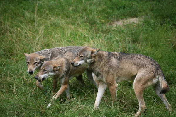 Lobos Selvagens Habitat Natural — Fotografia de Stock