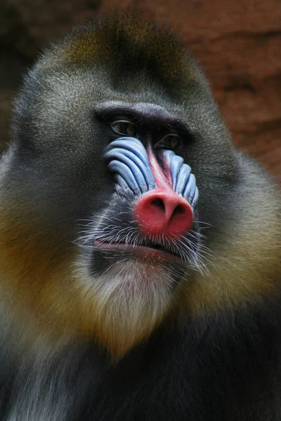 Primate Scimmia Animale Fauna Selvatica — Foto Stock