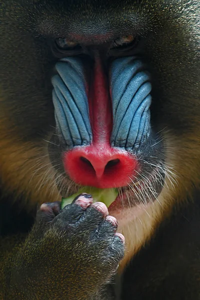 Maymun Primat Hayvan — Stok fotoğraf