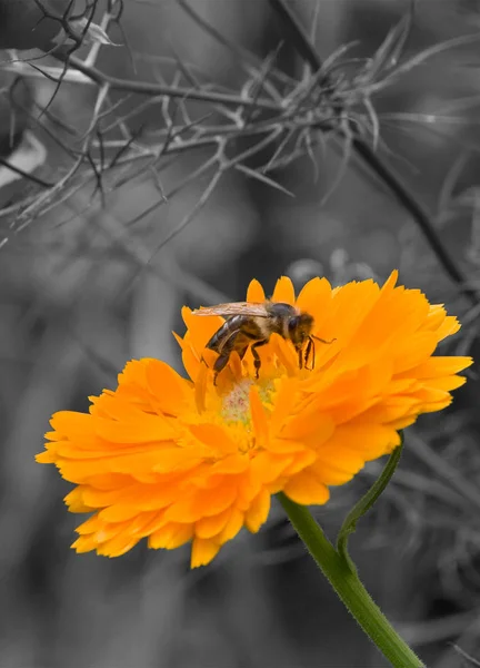 Mon Nouvel Objectif Aujourd Hui Faire Posté Dans Notre Jardin — Photo