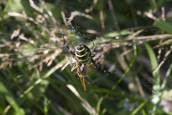 Primo Piano Bug Natura Selvaggia — Foto Stock