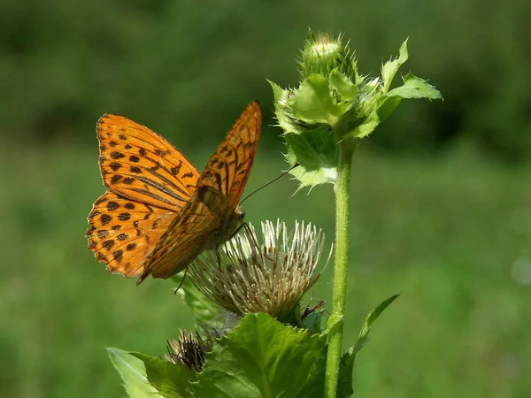 Orange Butterfly Flora Nature — Stock Photo, Image