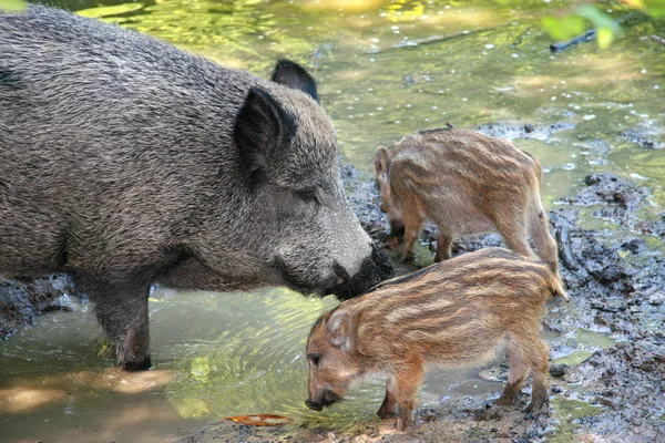 Wildschweine Mit Ferkeln — Stockfoto
