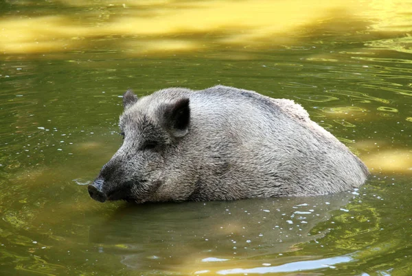 Wildschweine Wasser — Stockfoto