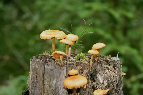 Cultivo Setas Bosque Fondo Naturaleza — Foto de Stock