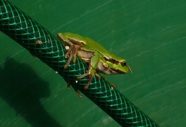 Garden Hose Water Butt — Stockfoto