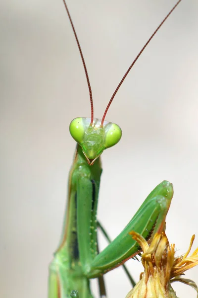 Mantis Oratoria Error Insectos — Foto de Stock
