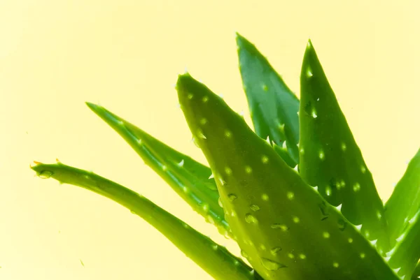 Aloe Vera Κάκτος Στην Κατσαρόλα — Φωτογραφία Αρχείου