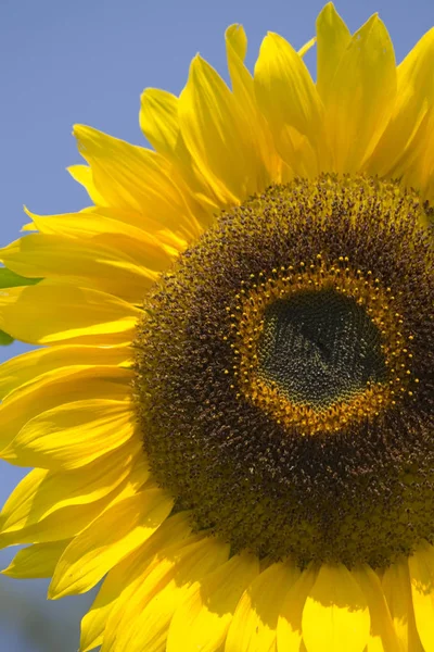 Girasol Vista Cerca — Foto de Stock