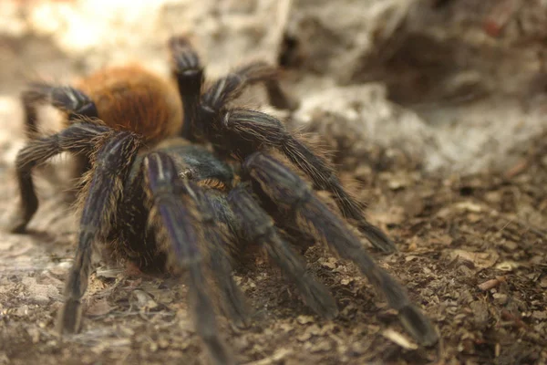 Insecto Araña Animal Depredador — Foto de Stock