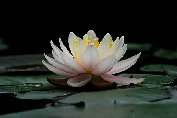 Водна Лілія Квітка Лотоса — стокове фото