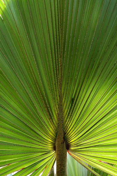 Fond Vert Feuilles Palmier Tropical — Photo